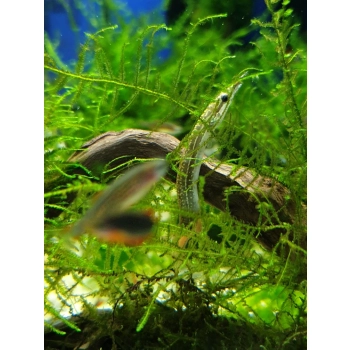 Długonos ciernisty (Węgorek ciernisty) - Macrognathus aculeatus