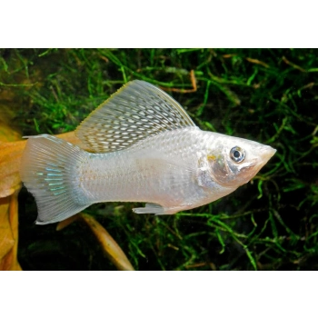 Molinezja żaglopłetwa - Poecilia velifera