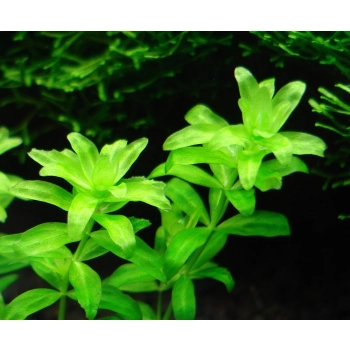 Hemianthus micranthemoides tworzący gęstą kępę w akwarium