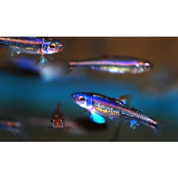 Błyszczek Tęczowy - Notropis Chrosomus