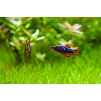 Razbora Galaxy - Niebiański Danio Perłowy - Danio margaritatus - Celestichthys margaritatus