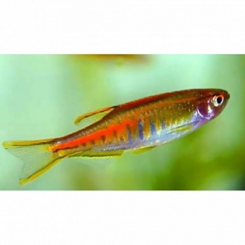 Danio Choprae - Danio myanmarski - Celestichthys choprae