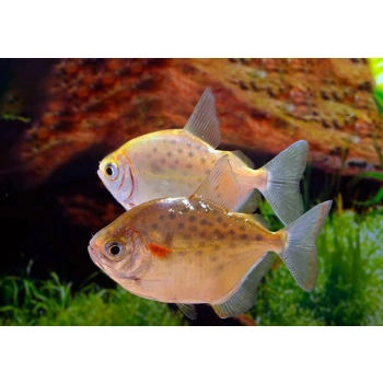 Metynnis nakrapiany - Płaskobok Metynnis maculatus