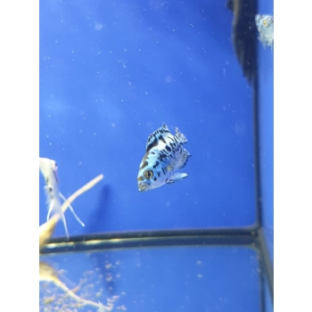 Pielęgnica Electric Blue Jack Dempsey - Rocio octofasciata