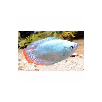 Prętnik karłowaty kobaltowy -Trichogaster lalius Cobalt