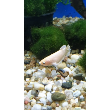 Bojownik samica - różne odmiany - Betta splendens