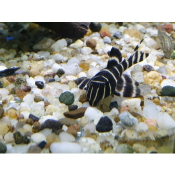 Zbrojnik L204 - Panaqolus albivermis