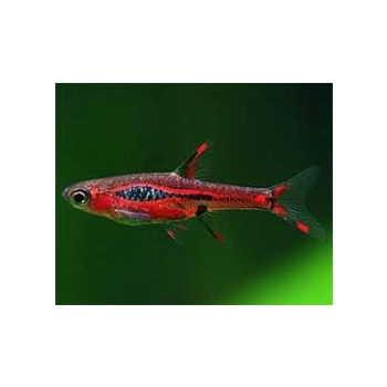 boraras brigittae czerwona ryba nano z czarną plamką