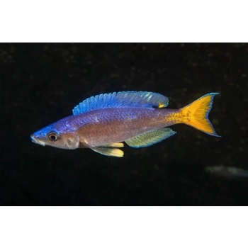 Pyszczak żółtoogonowy - Cyprichromis leptosoma