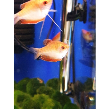 Gurami czerwone - Trichogaster trichopterus Red