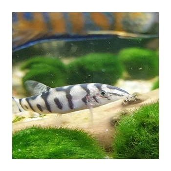 Bocja-siatkowana - Botia-lohachata