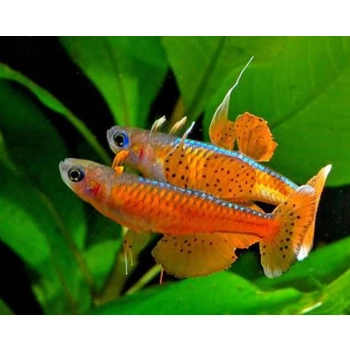 Modrook Paskai - Pseudomugil Paskai
