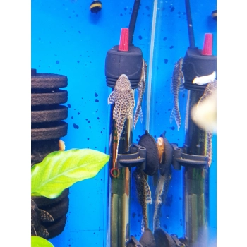 Zbrojnik L-116 glonojad - Aphanotorulus emarginatus