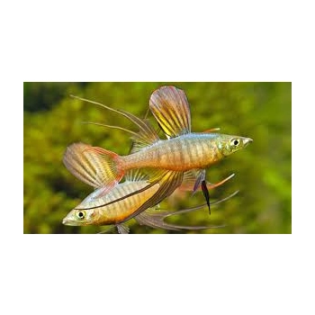 Tęczanka Wernera - Iriatherina werneri