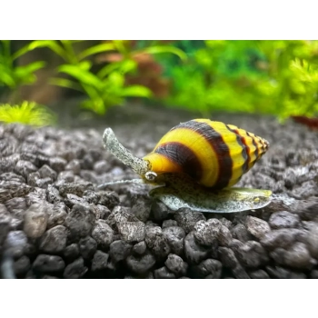Helena w akwarium jako naturalna kontrola ślimaków