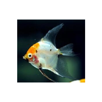 skalar koi