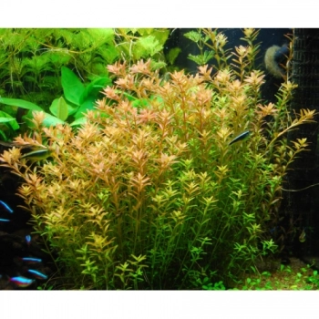 Rotala rotundifolia