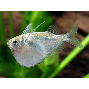 Topornica wielka - Thoracocharax stellatus