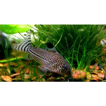 Kirysek Julii - Kirysek lamparci - Corydoras Julii