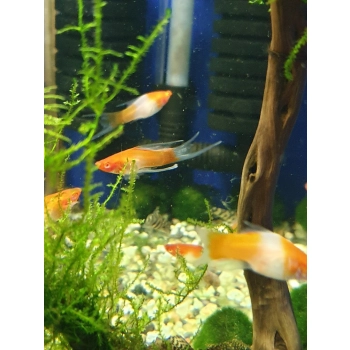 Mieczyk Koi welon -Xiphophorus helleri Koi