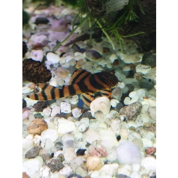 Zbrojnik L 397 - Panaqolus sp. L-397 Glonojad