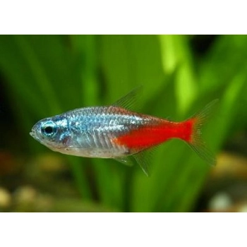 Neon Diamentowy - Paracheirodon innesi var. diamond