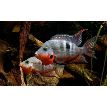 Pielęgnica Meeka - Thorichthys Meeki