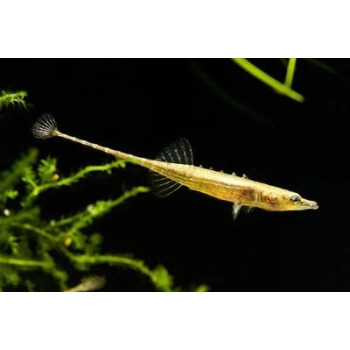 Cierniczek Birmański - Indostomus Paradoxus