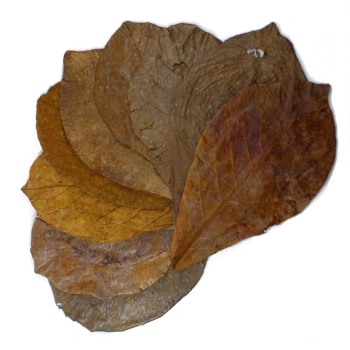 Catappa leaves-duże liście ketapangu