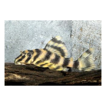 Zbrojnik Peckoltia Vittata L015