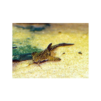 Sum drewniak-Bunocephalus coracoideus