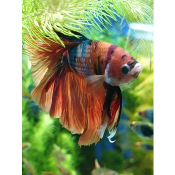 Bojownik samiec różne odmiany - Betta splendens