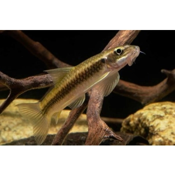 Garra Cejlońska - Garra Ceylonensis