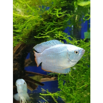 Prętnik karłowaty kobaltowy -Trichogaster lalius Cobalt