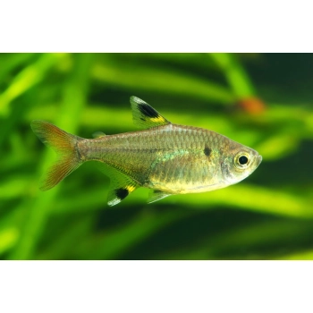 Prystelka barwna - Pristella maxillaris