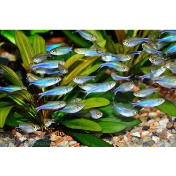 Tetra niebieska (Maranka) - Boehlkea fredcochui