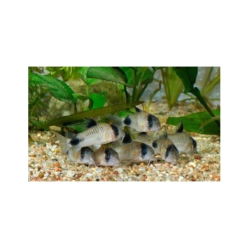 Kirysek panda - Corydoras panda