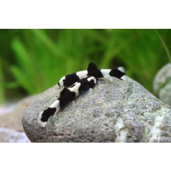 Bocja Panda - Yaoshania pachychilus
