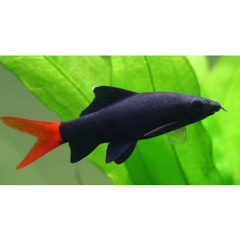 Grubowarg dwubarwny - Labeo bicolor - Epalzeorhynchos bicolor