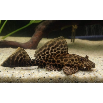 Zbrojnik lamparci - Glyptoperichthys gibbiceps