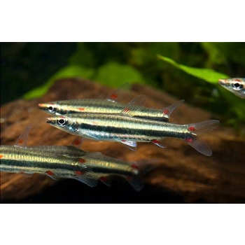 Drobnoustek trójpręgi - Nannostomus trifasciatus