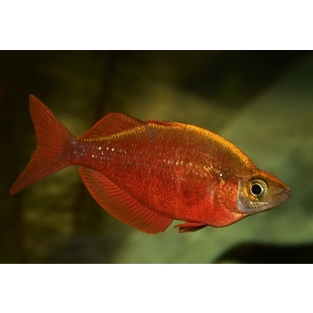 Tęczanka czerwona – Glossolepis incisus​​​​​​​