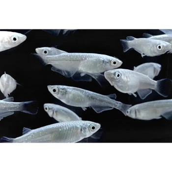 Ryżanka japońska platynowa – Ryżówka – Medaka - Oryzias latipes Platinum