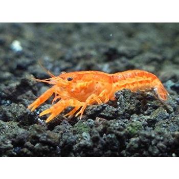 Rak mini Orange CPO - Rak Cambarellus Patzcuarense Orange