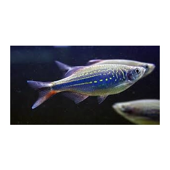 Danio Malabarskie - devario malabaricus