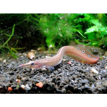 Długonos ciernisty (Węgorek ciernisty) - Macrognathus aculeatus