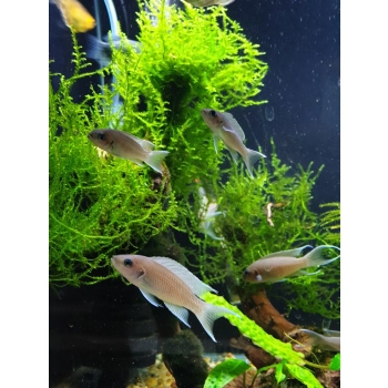 Księżniczka z Burundi - Neolamprologus brichardi