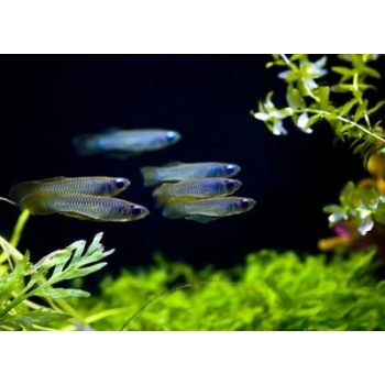 Lśniącooczka Normana - Szczupieńczyk niebieskooki - Aplocheilichthys normani