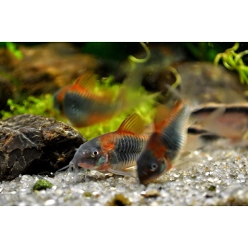 Kirysek wenezuelski orange - Corydoras venezuelanus