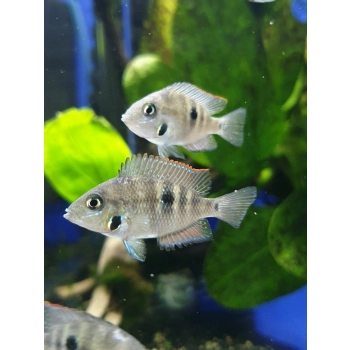 Pielęgnica Meeka - Thorichthys Meeki
